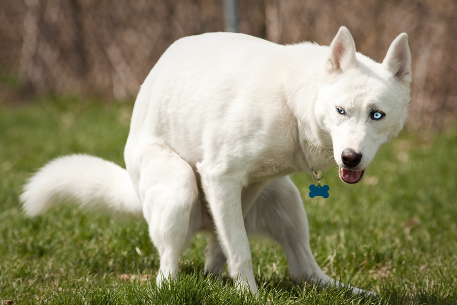 bigstock-husky-with-pooping-in-a-1779859950142472261031-1779928331592-1779928331855822095906 Các nhà khoa học phát hiện điều kỳ lạ ở một thói quen của loài chó, nghi liên quan tới từ trường Trái Đất - Ảnh 2.
