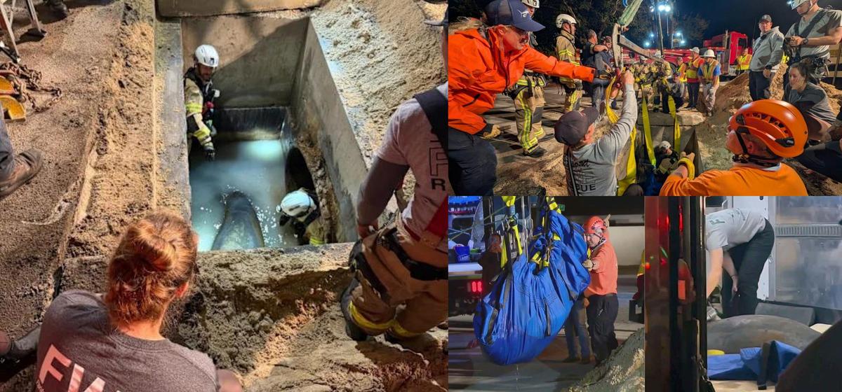 Bí ẩn lòng đất: Vì sao sinh vật khổng lồ dài 2 mét lại mắc kẹt trong ống thoát nước?