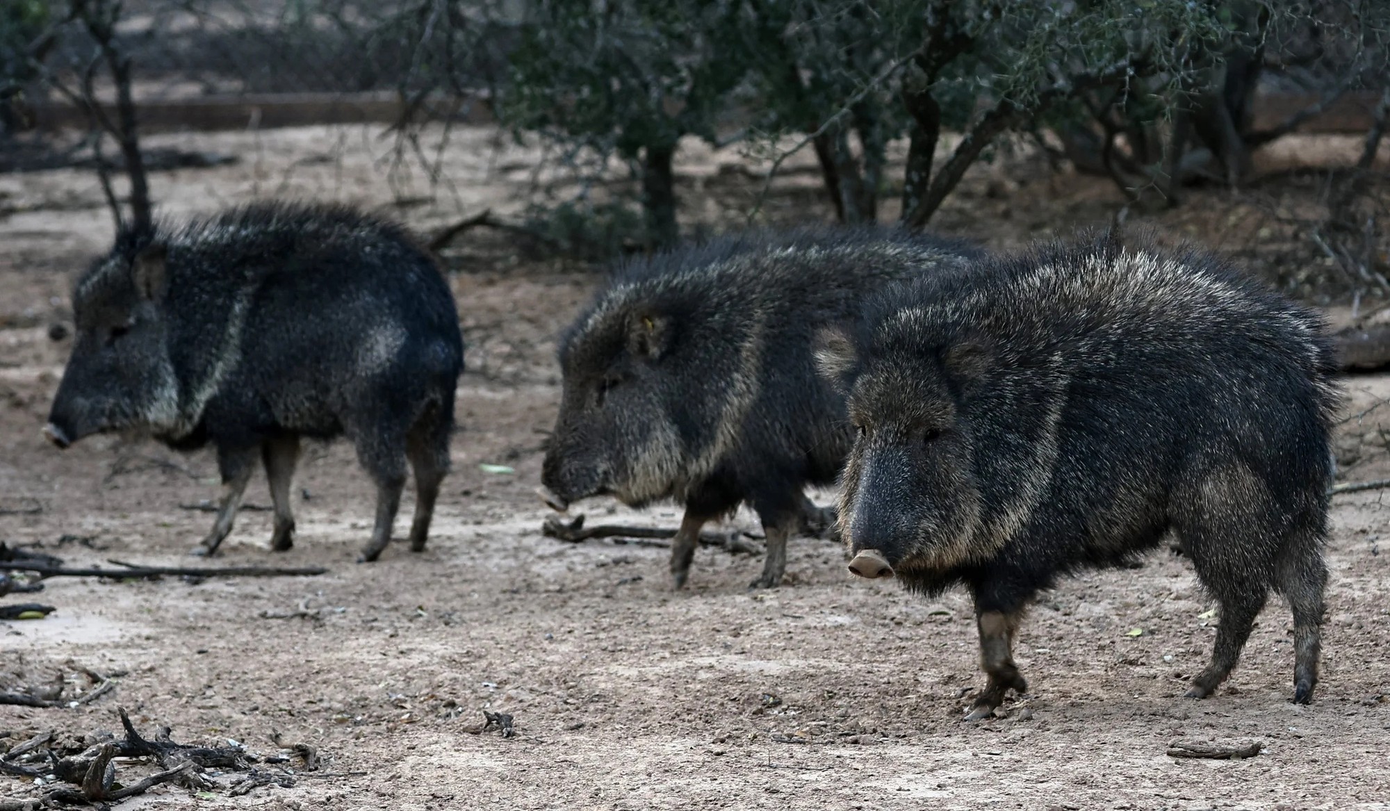 chacoanpeccarycatagonuswagnerichacoanpecc-1790470303533-17904703045431819034325